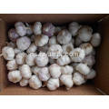 Venta caliente en mercado Fresh White White Garlic